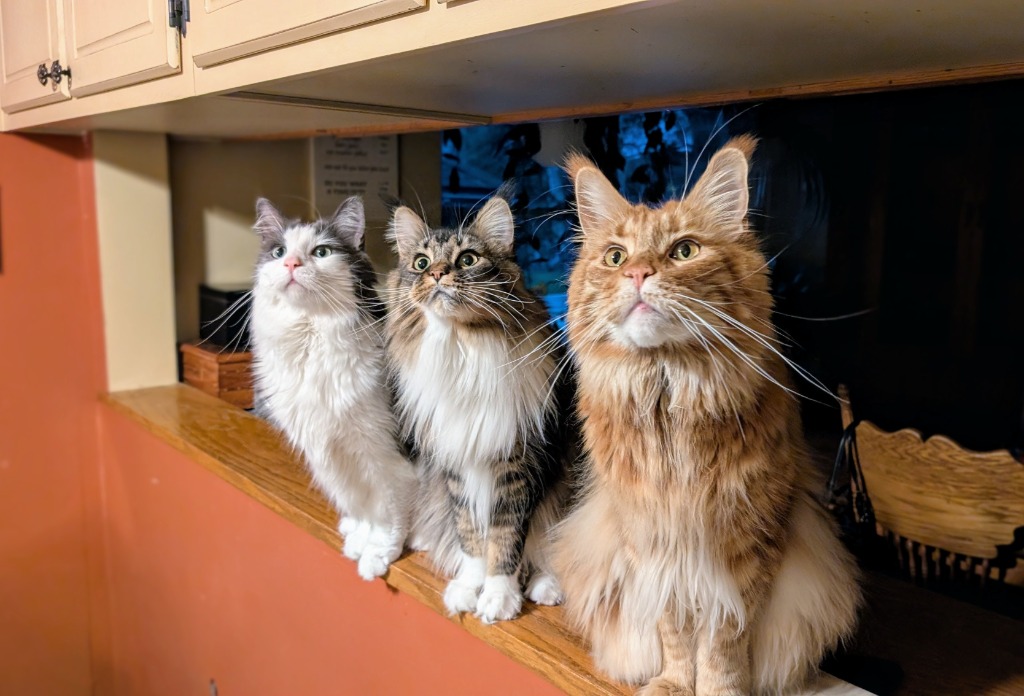 Cat Cam Offline Preview